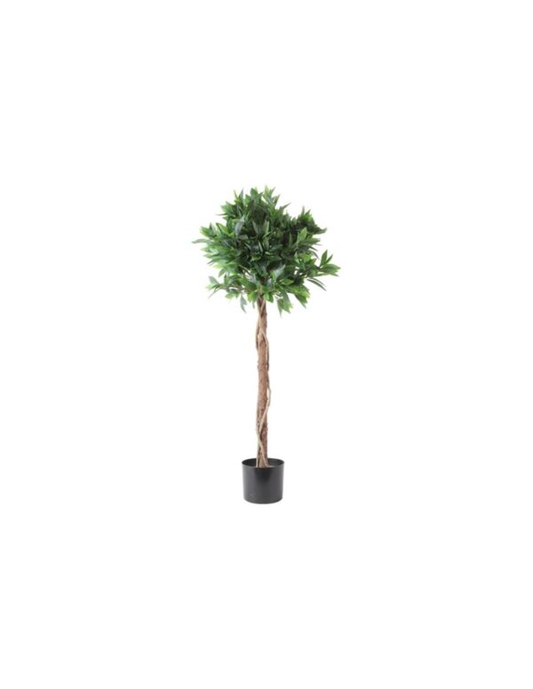 Δάφνη σε κασπώ Φ80Η120cm