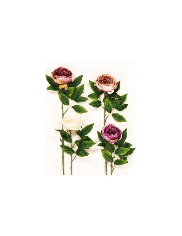 KΛAΔI ΠEONIA