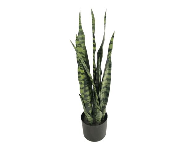Sanseveria σε κασπώ Φ16Η68cm