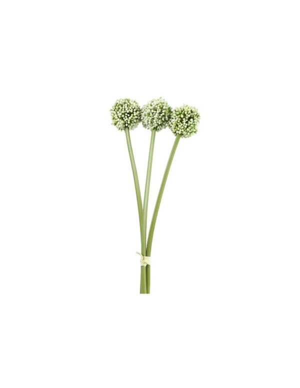 Allium κρεμ  Χ3 55εκ.