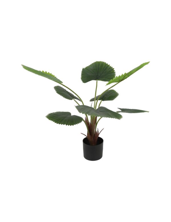 Φυτό Livistona σε κασπώ D55H100cm