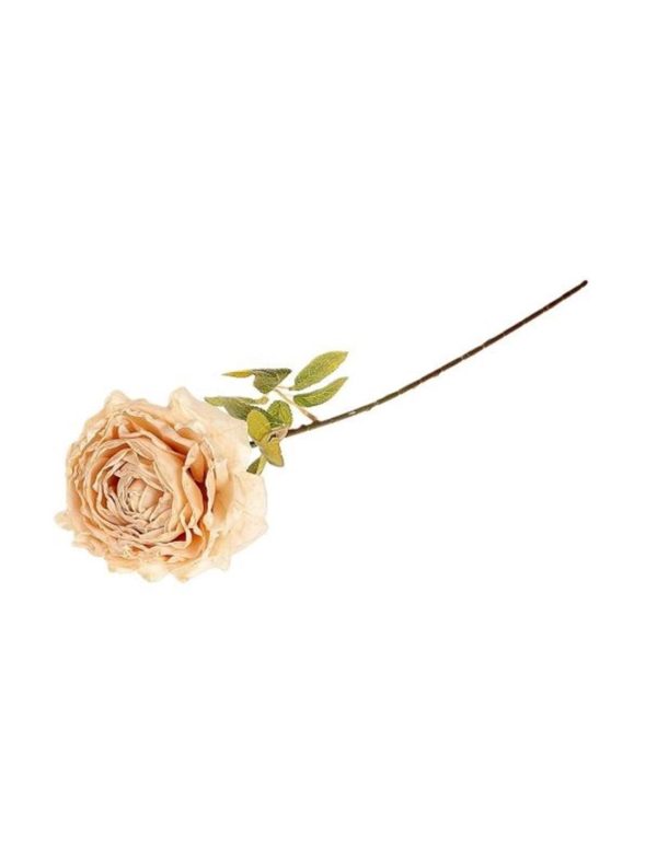 Κλαδί τριαντάφυλλο σομών Η65cm