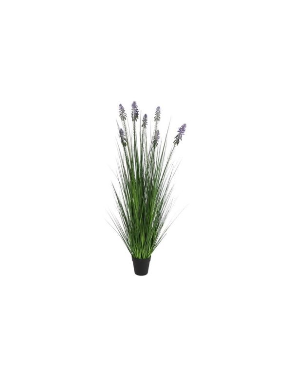 Neobartsia λιλά σε κασπώ 120εκ.